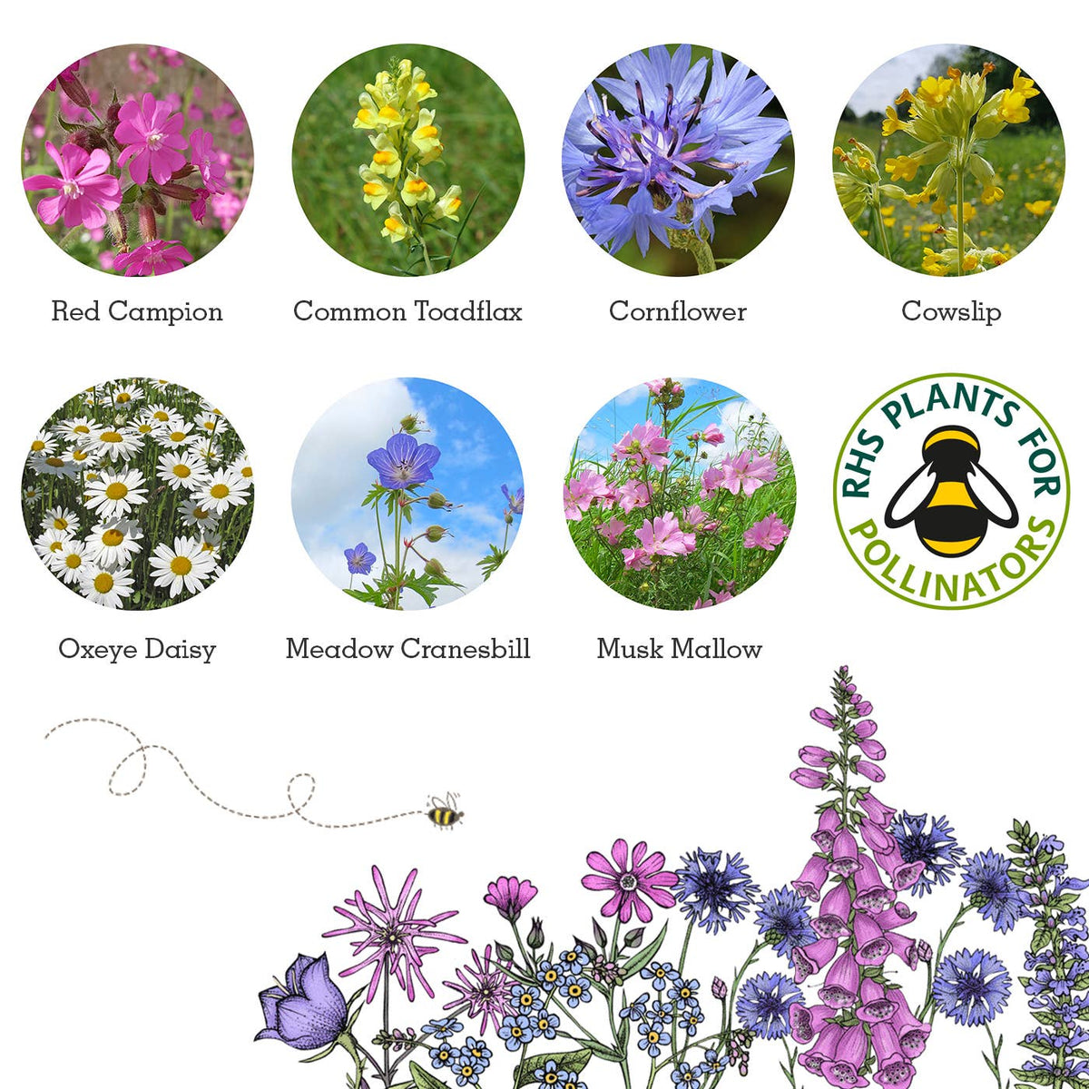 Bee Seedball Wildflower Boxes - The Noble Badger Ltd