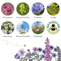 Bee Seedball Wildflower Boxes - The Noble Badger Ltd