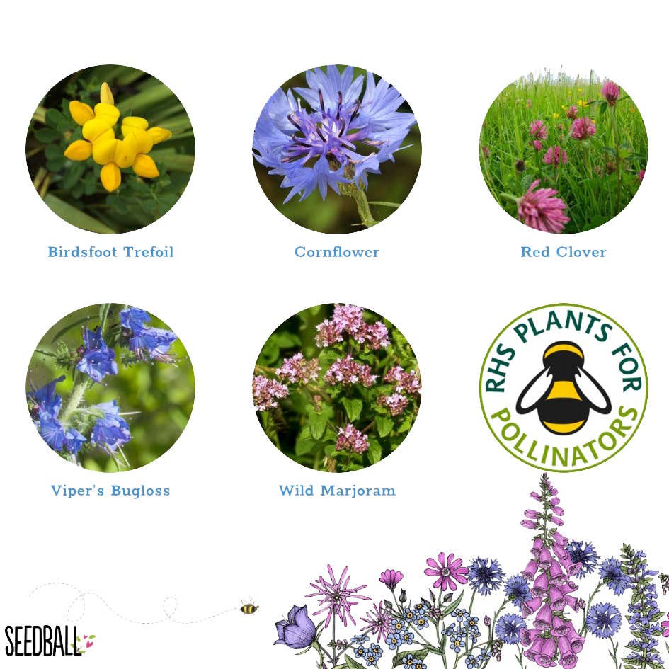 Bee Seedball Wildflower Boxes - The Noble Badger Ltd