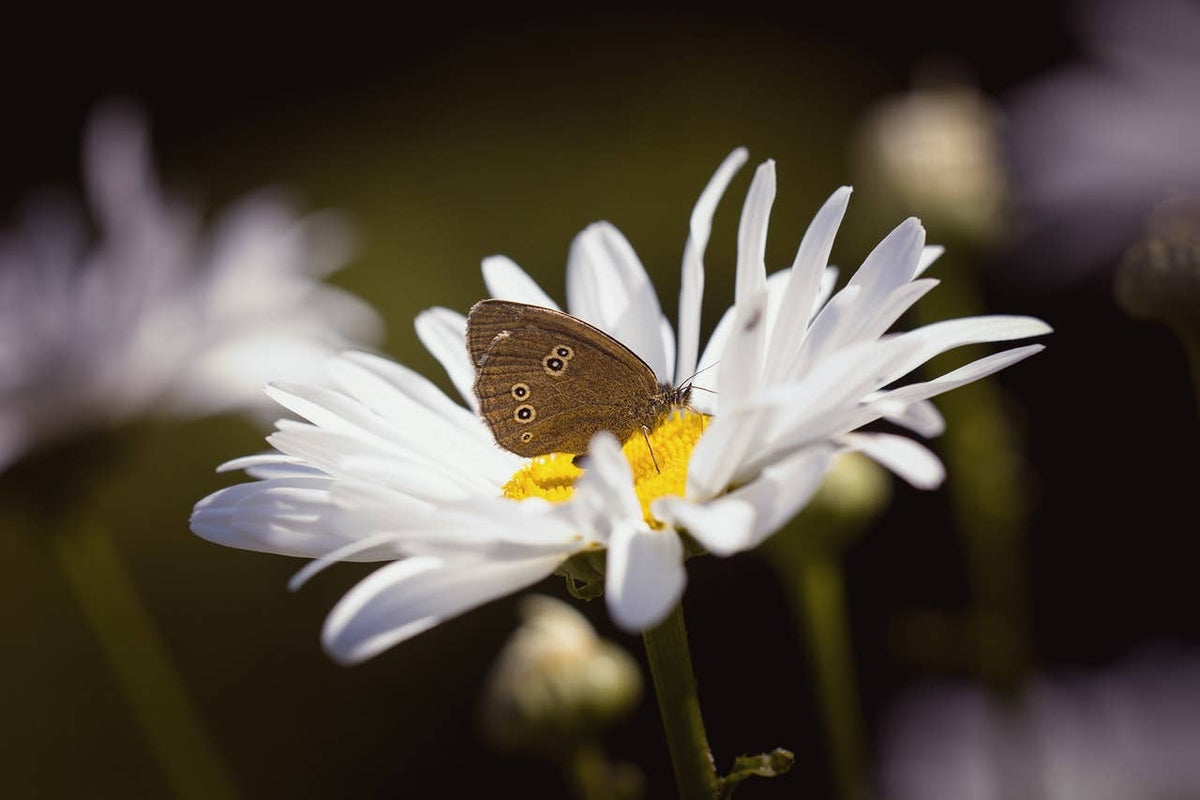 Seedball Wildflower Grab Bags - Butterfly Mix - The Noble Badger Ltd