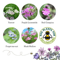 Seedball Wildflower Grab Bags - Butterfly Mix - The Noble Badger Ltd