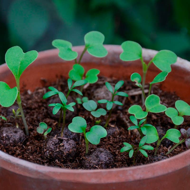 Seedball Wildflower Grab Bags - Butterfly Mix - The Noble Badger Ltd