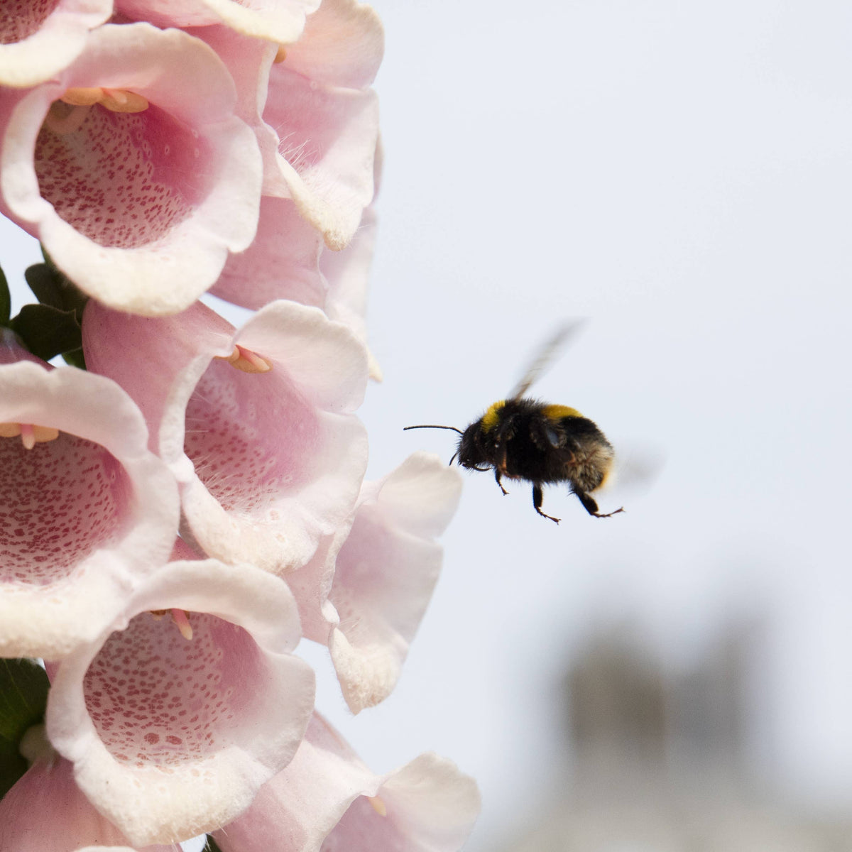 Seedball Wildflower Grab Bags - Wildlife Mix - The Noble Badger Ltd