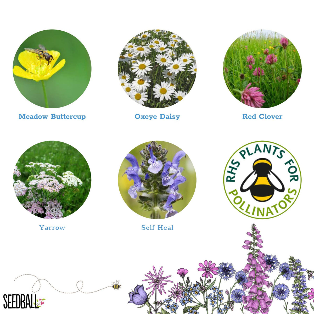 Bee Seedball Wildflower Boxes - The Noble Badger Ltd